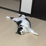 豆太！