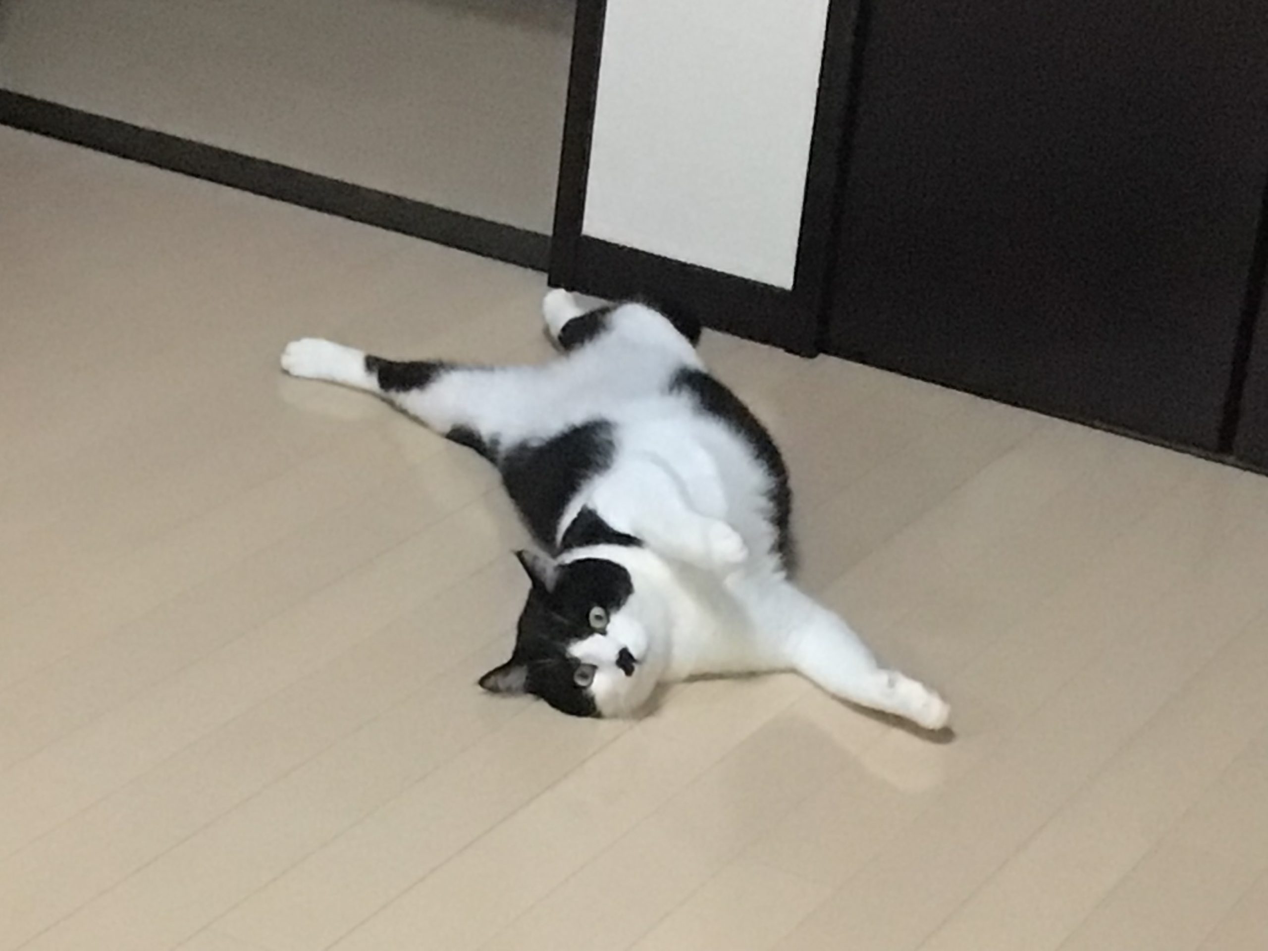 豆太！