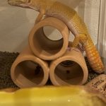 ヒョウモントカゲモドキ
