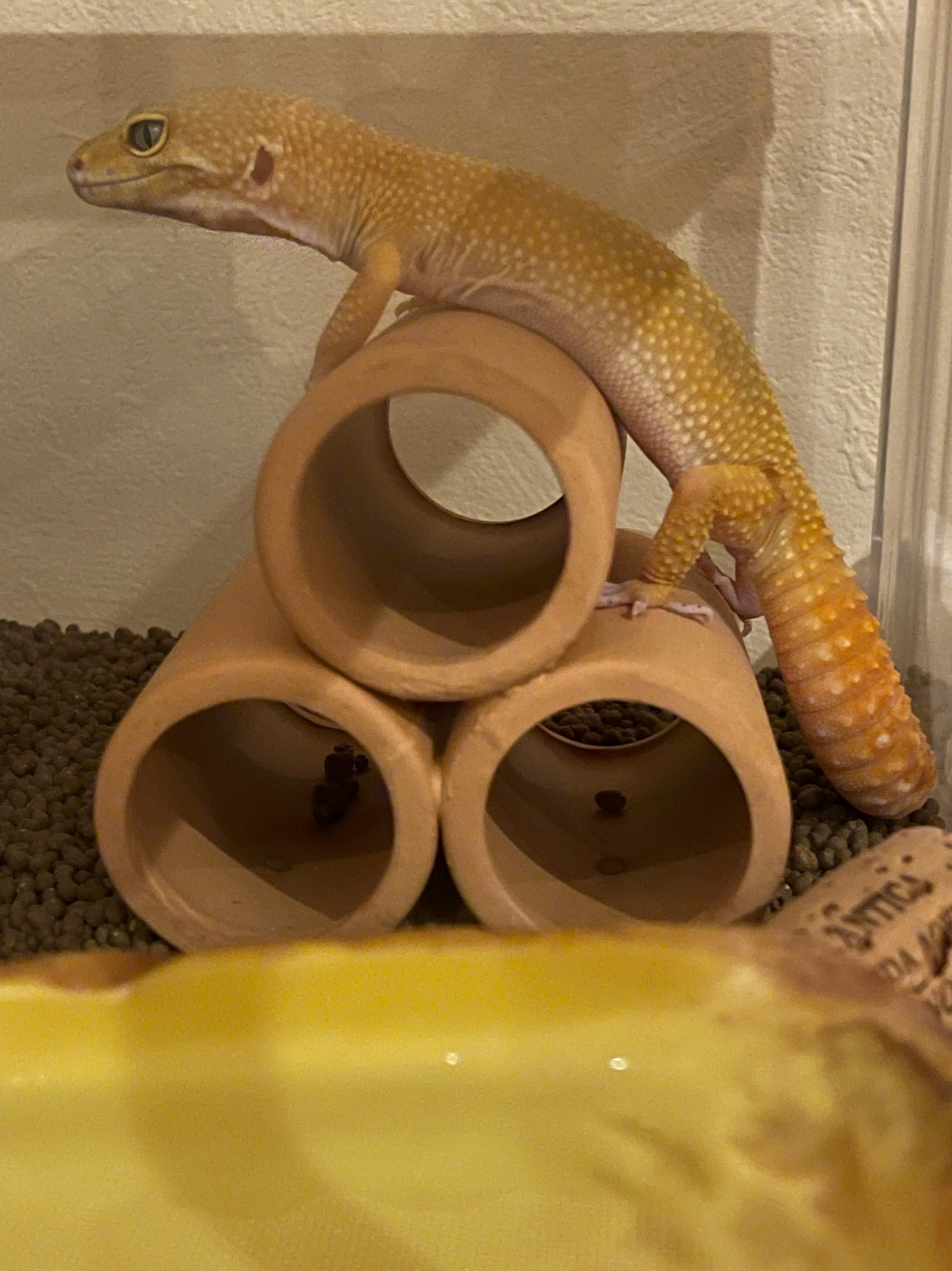 ヒョウモントカゲモドキ
