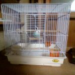 セキセイインコ　ハッピー