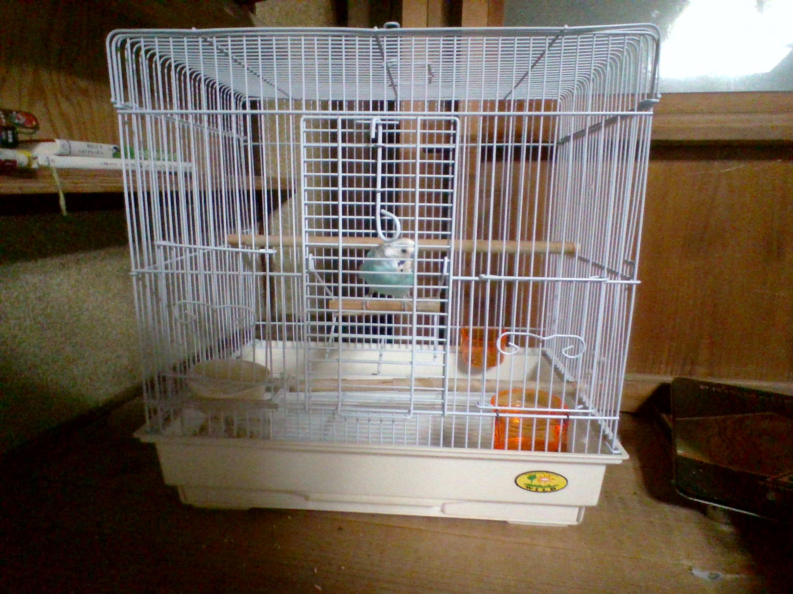 セキセイインコ　ハッピー