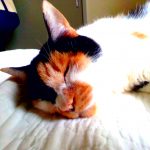 三毛猫の名前はピザ