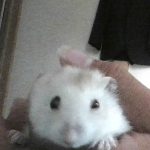 はくたん