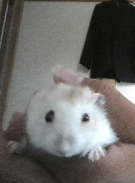 はくたん