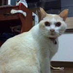 かわデブのにーくん！