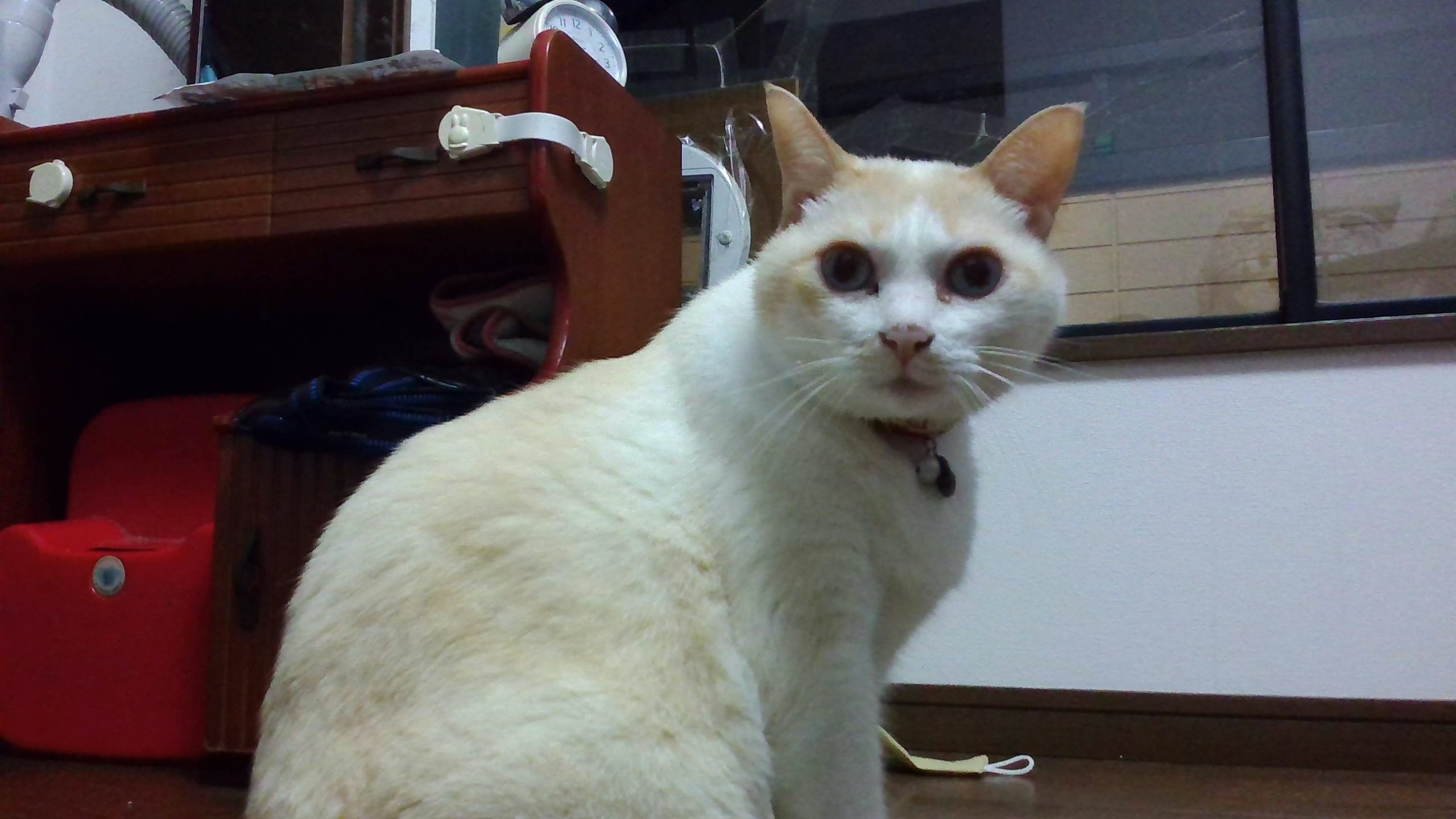 かわデブのにーくん!