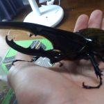 ヘラクレスオオカブト