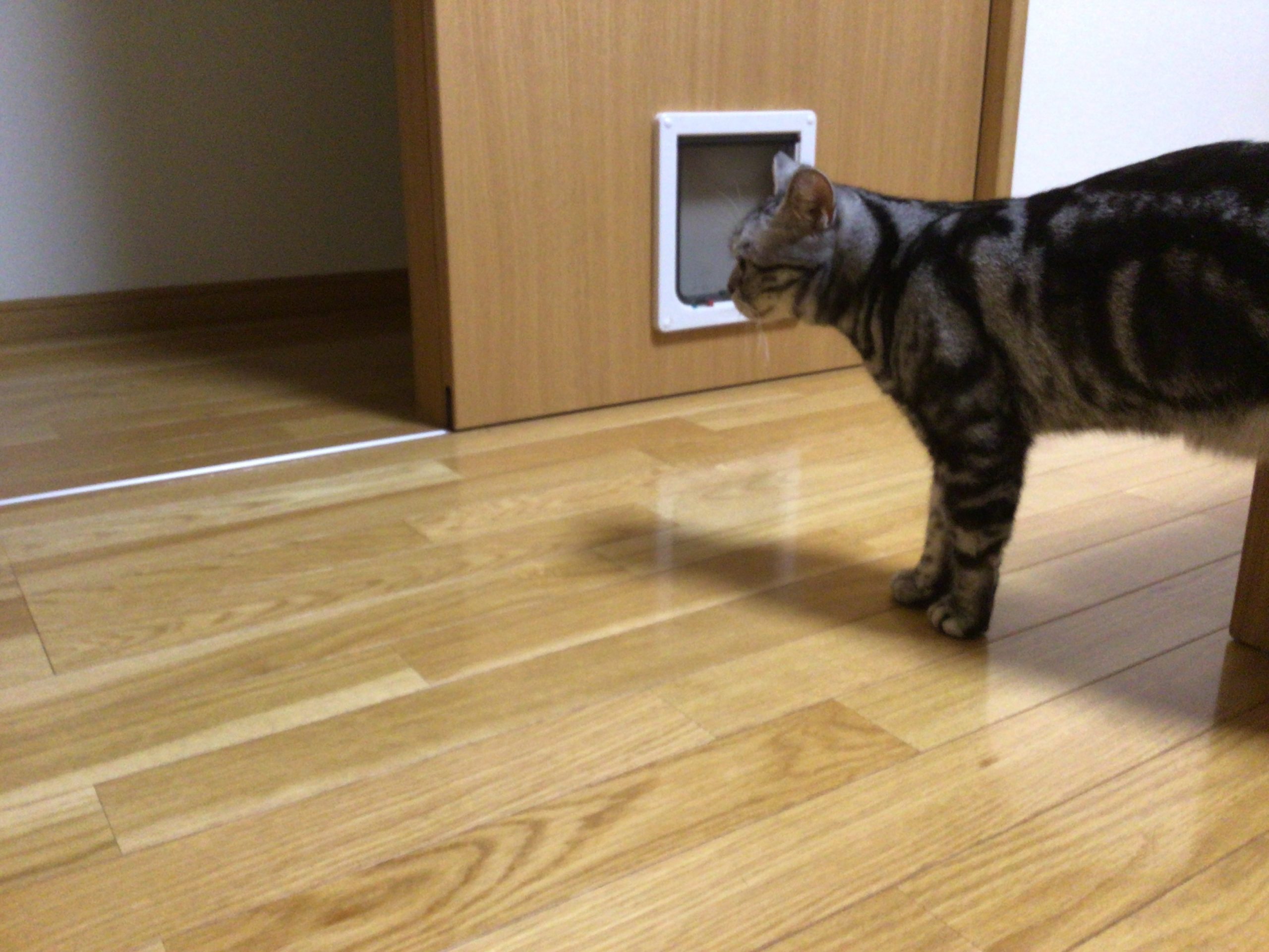 アメリカンショートヘアー