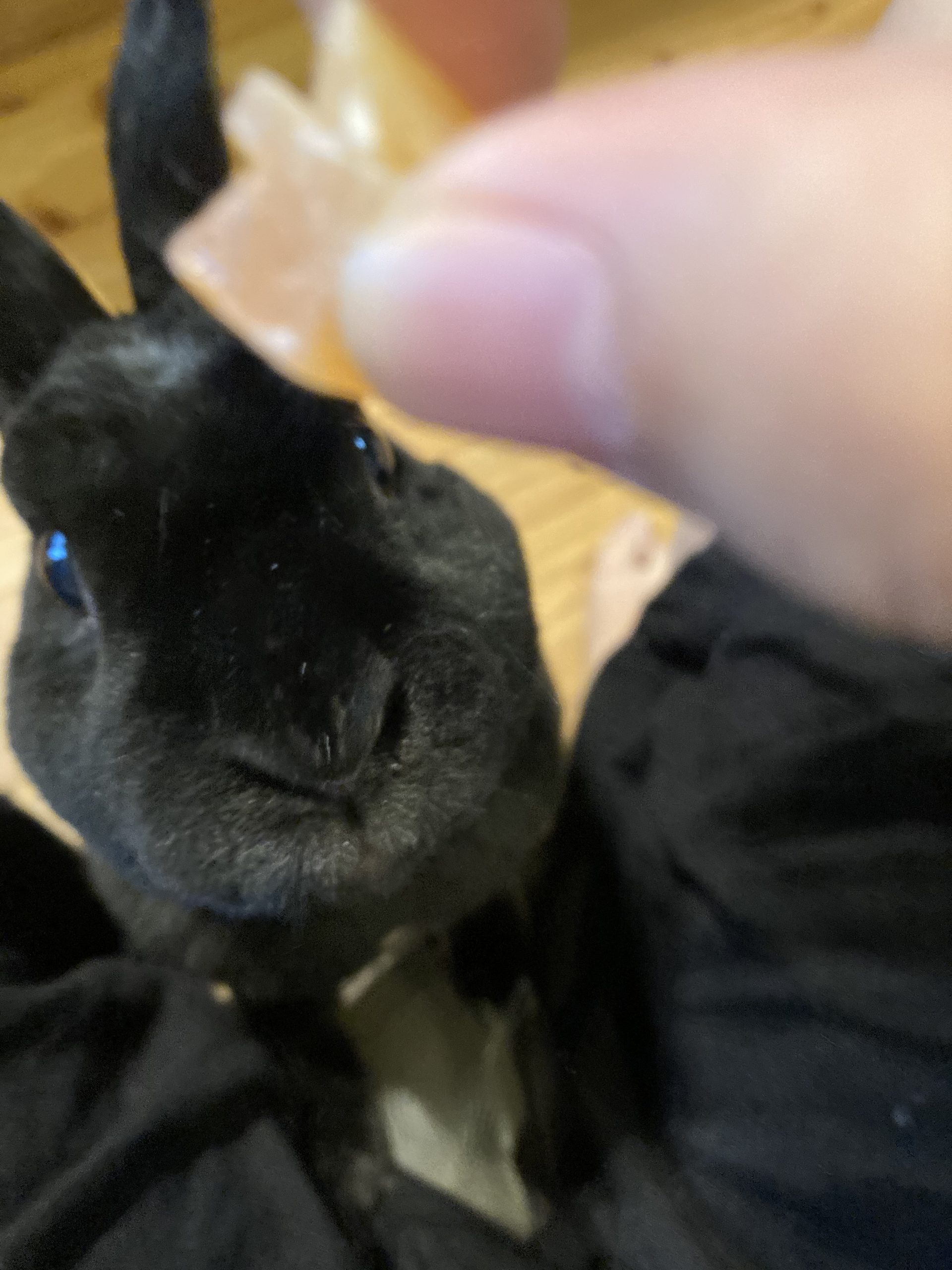 らいと
