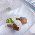かたつむり