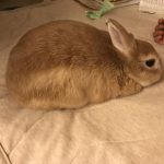 るーちゃん