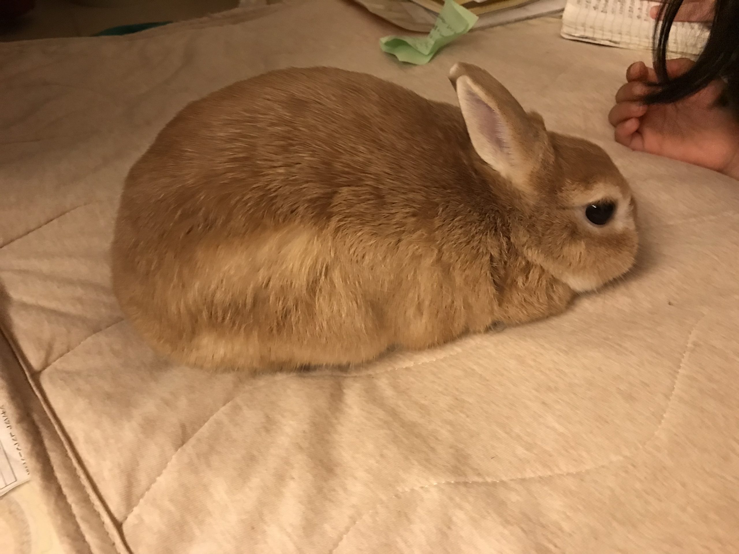 るーちゃん
