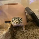 ヒョウモントカゲモドキのゆかりんだよ！