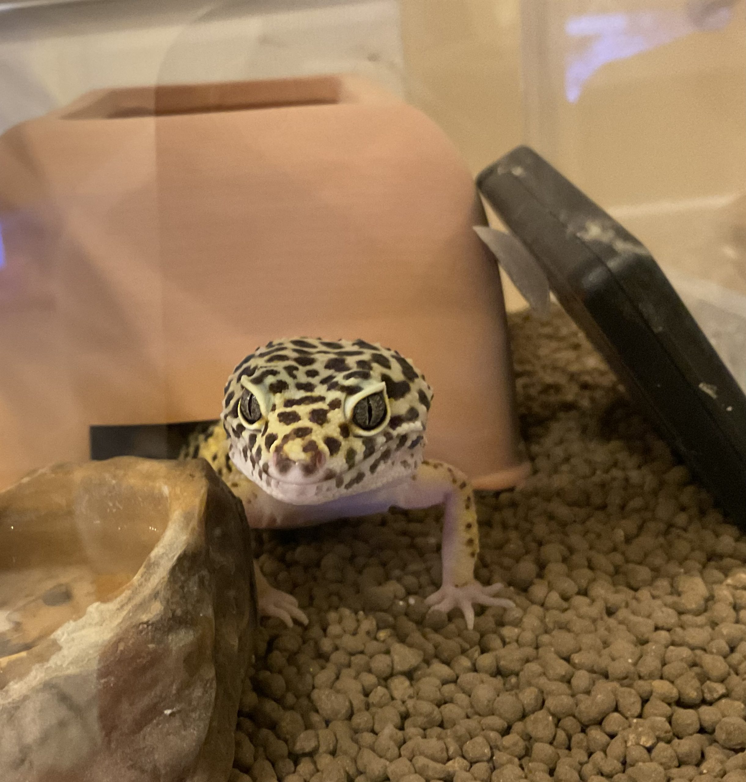 ヒョウモントカゲモドキのゆかりんだよ!