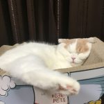 スコのマシュー
