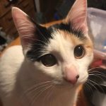 三毛猫
