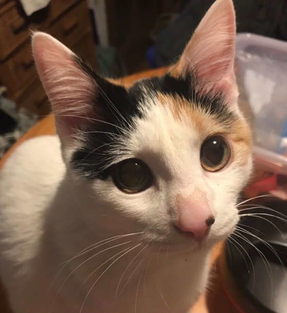 三毛猫