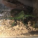 オキナワキノボリトカゲ　名前アタくん