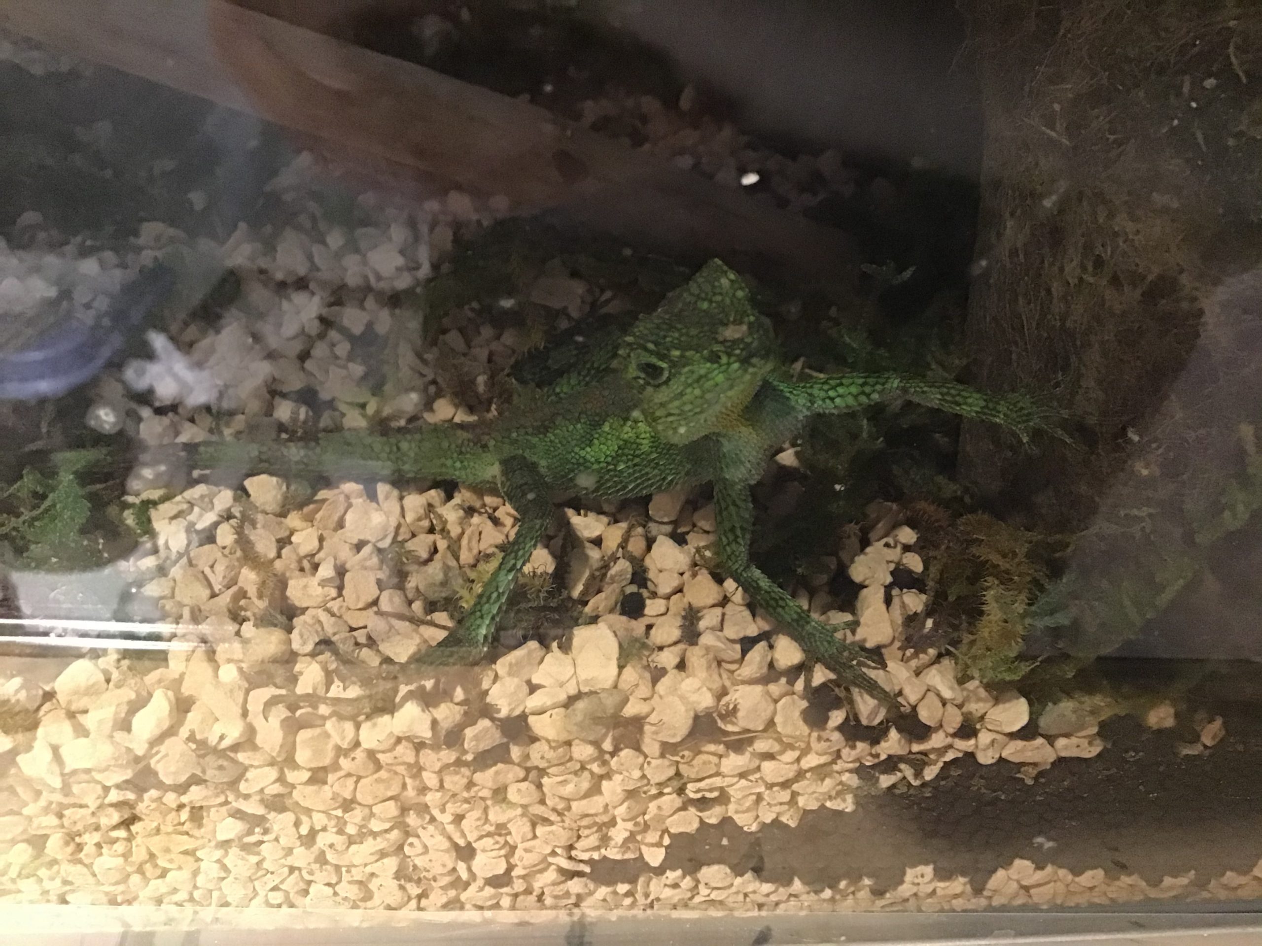 オキナワキノボリトカゲ 名前アタくん