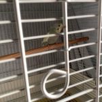 セキセイインコひめ子