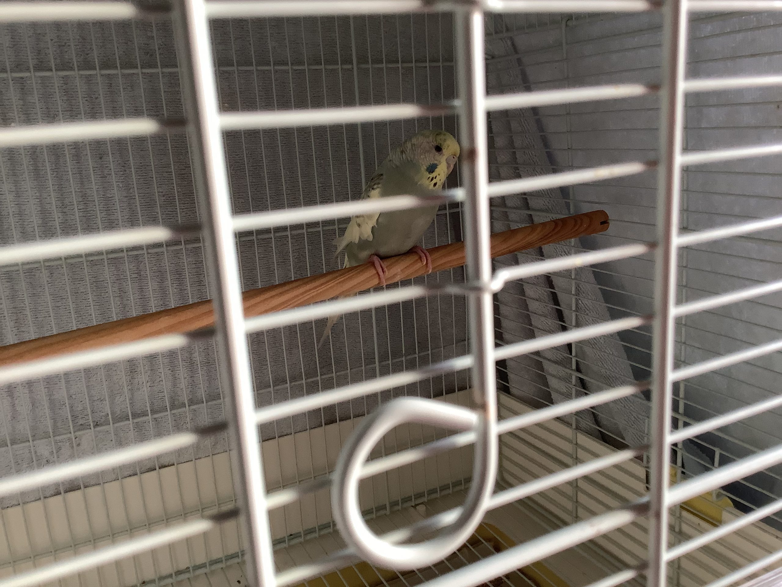 セキセイインコひめ子
