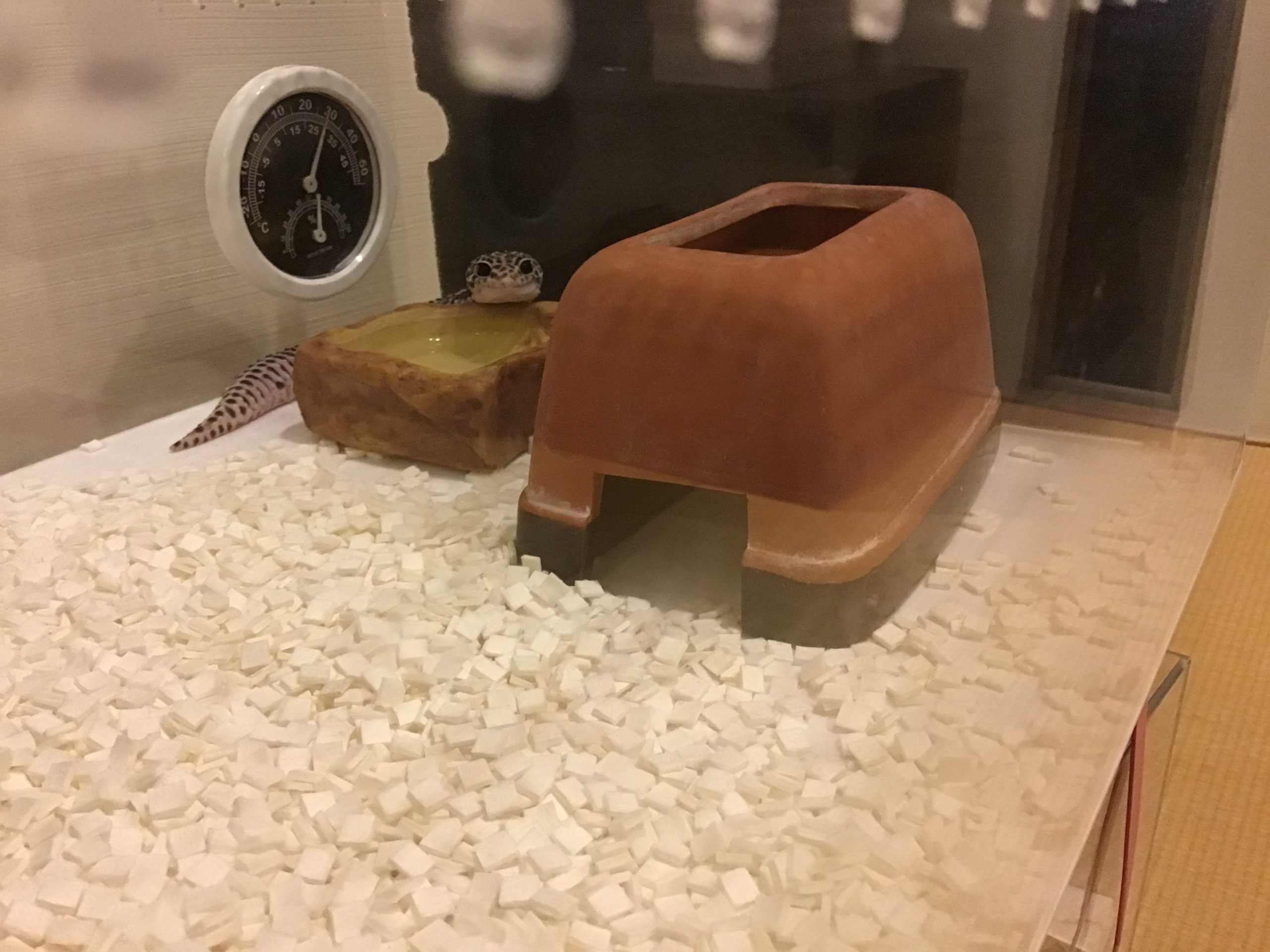 ひょっこりテンベイ