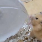 ゴールデンハムスター