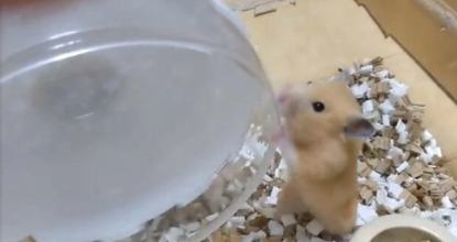 ゴールデンハムスター