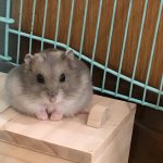 バナナちゃん（めす）