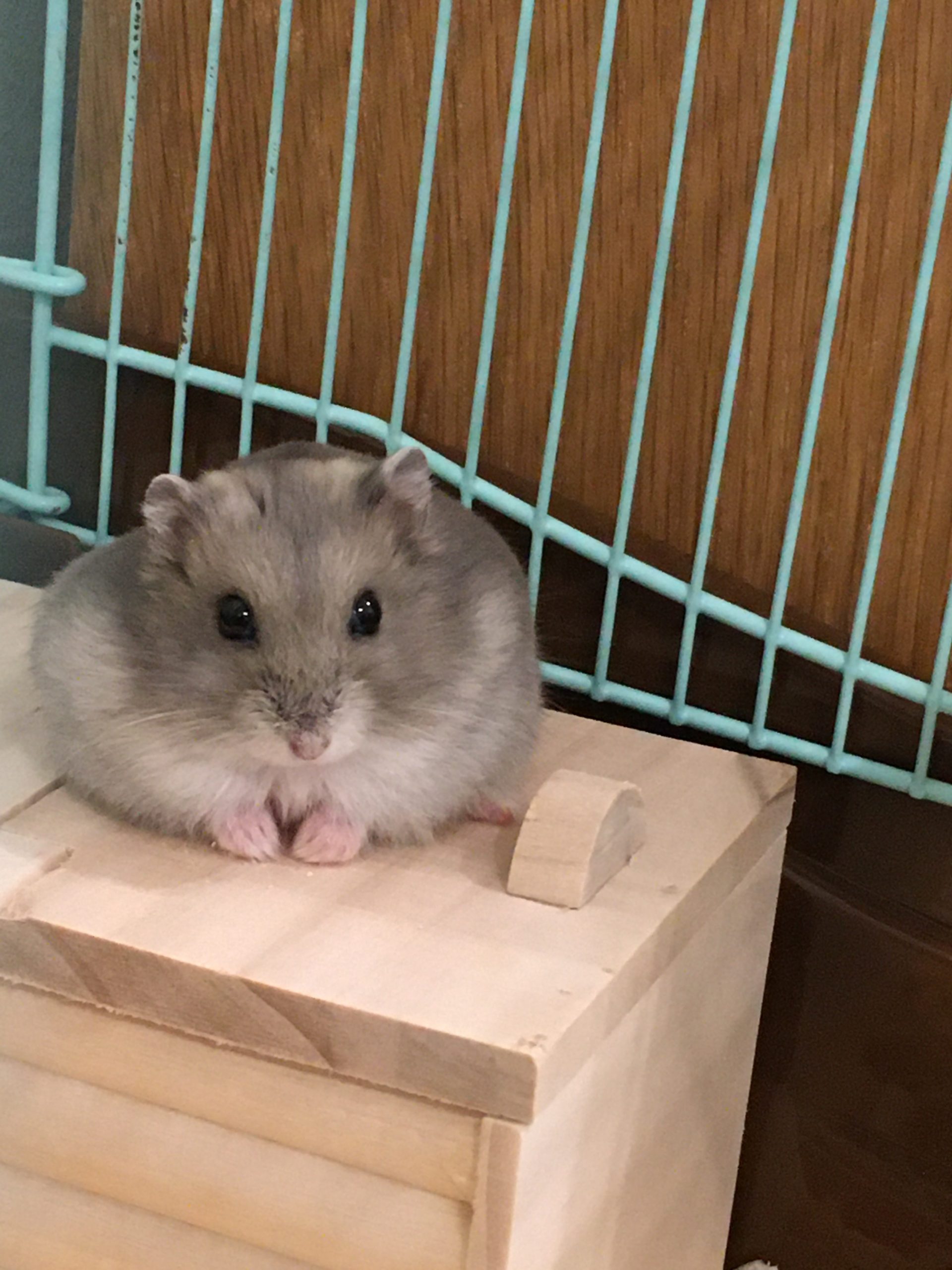 バナナちゃん(めす)