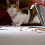 すずちゃんしか勝たん