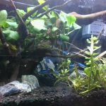うちの魚たち
