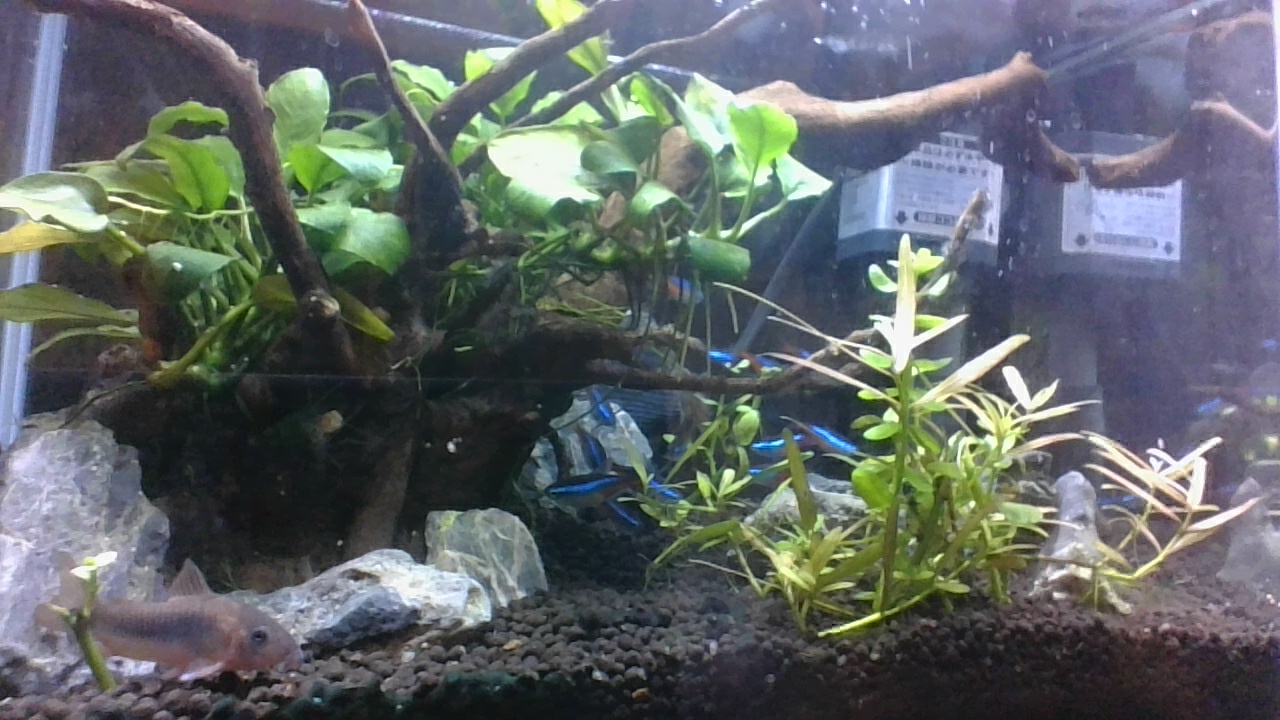 うちの魚たち