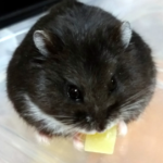 ココたん