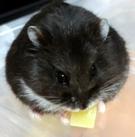 ココたん