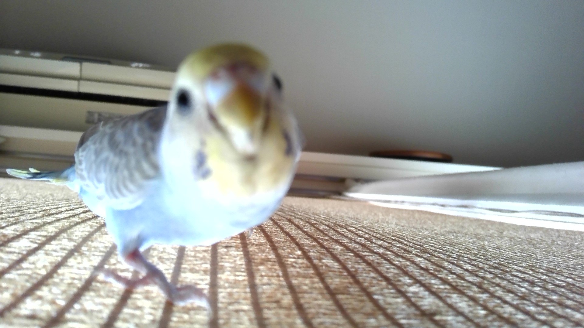 セキセイインコのらくです!