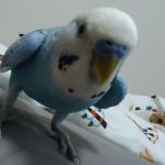 セキセイインコのハワイ