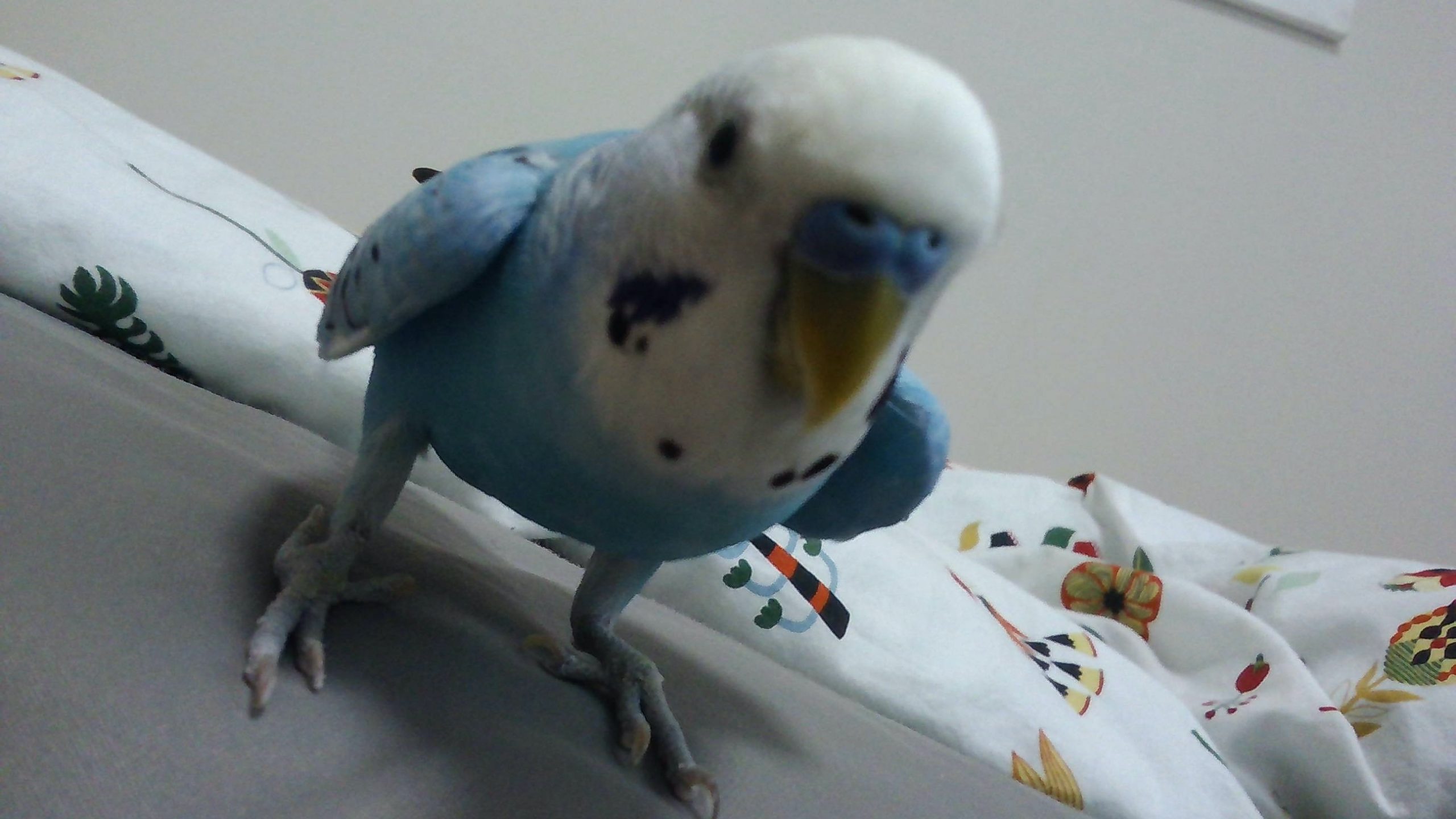 セキセイインコのハワイ