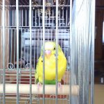 セキセイインコのいろ君です。