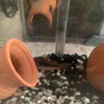 魚