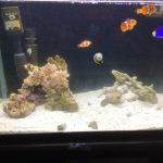 海水のおさかな