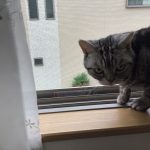ニャンだ？