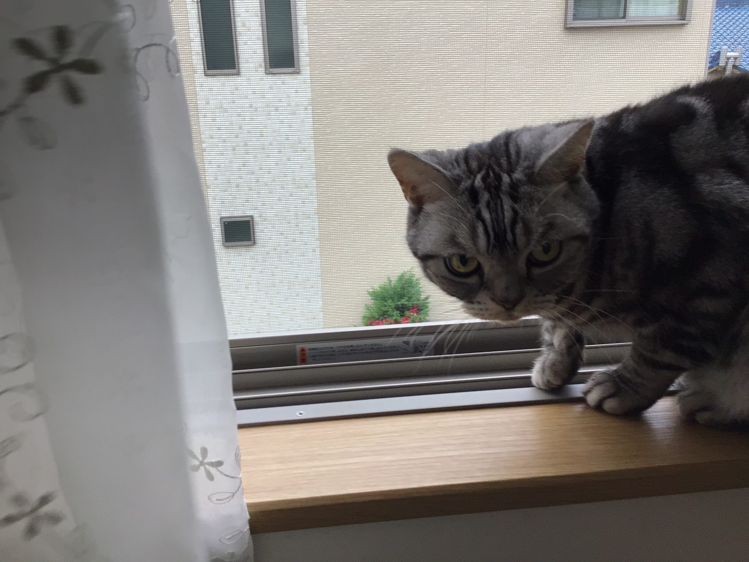 ニャンだ？