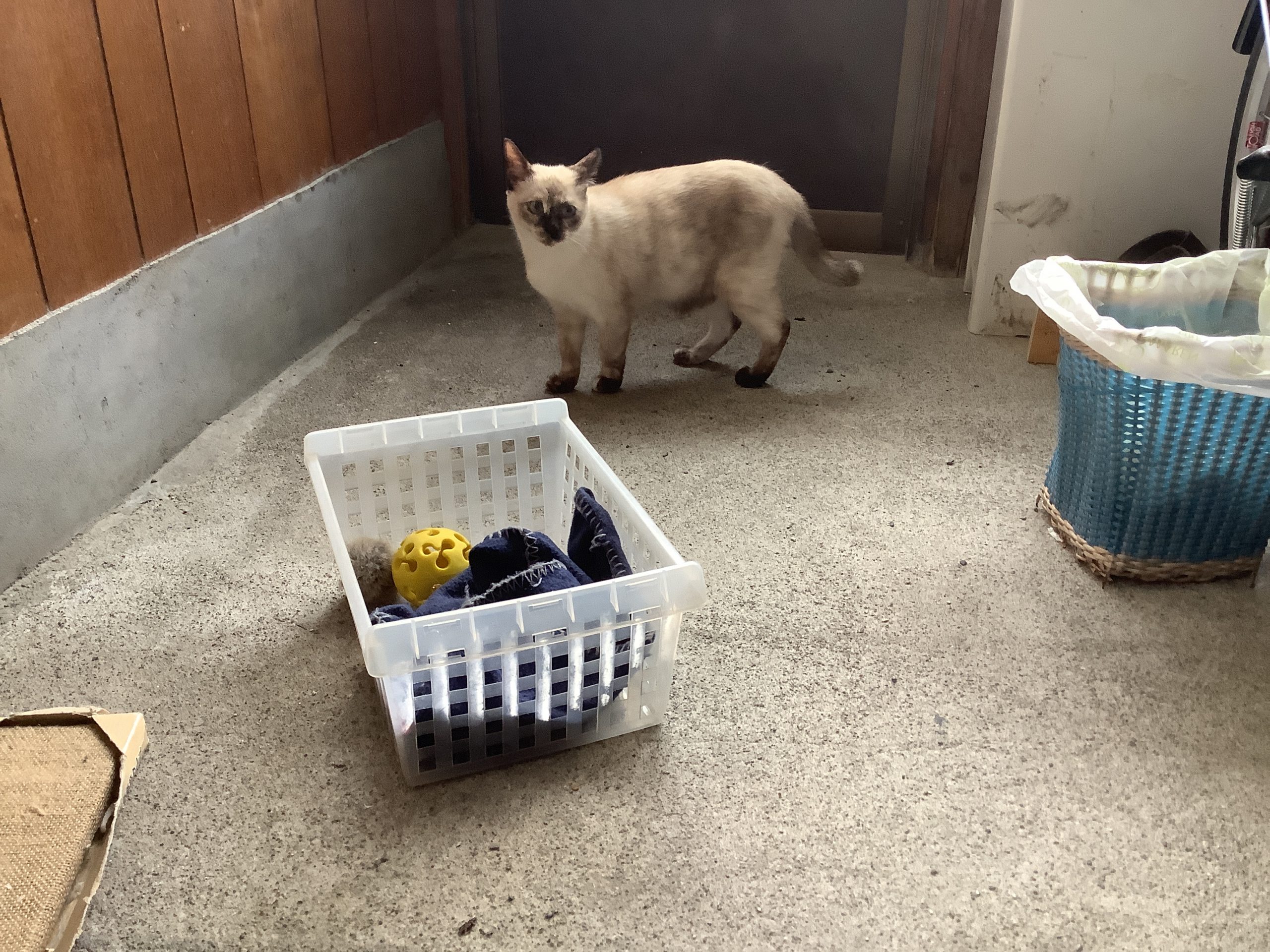 子猫のいーちゃん