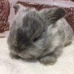 うさぎのホーランドドロップ