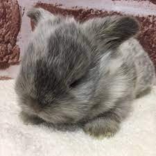 うさぎのホーランドドロップ