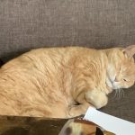 可愛い猫ちゃん(寝てるけど…)