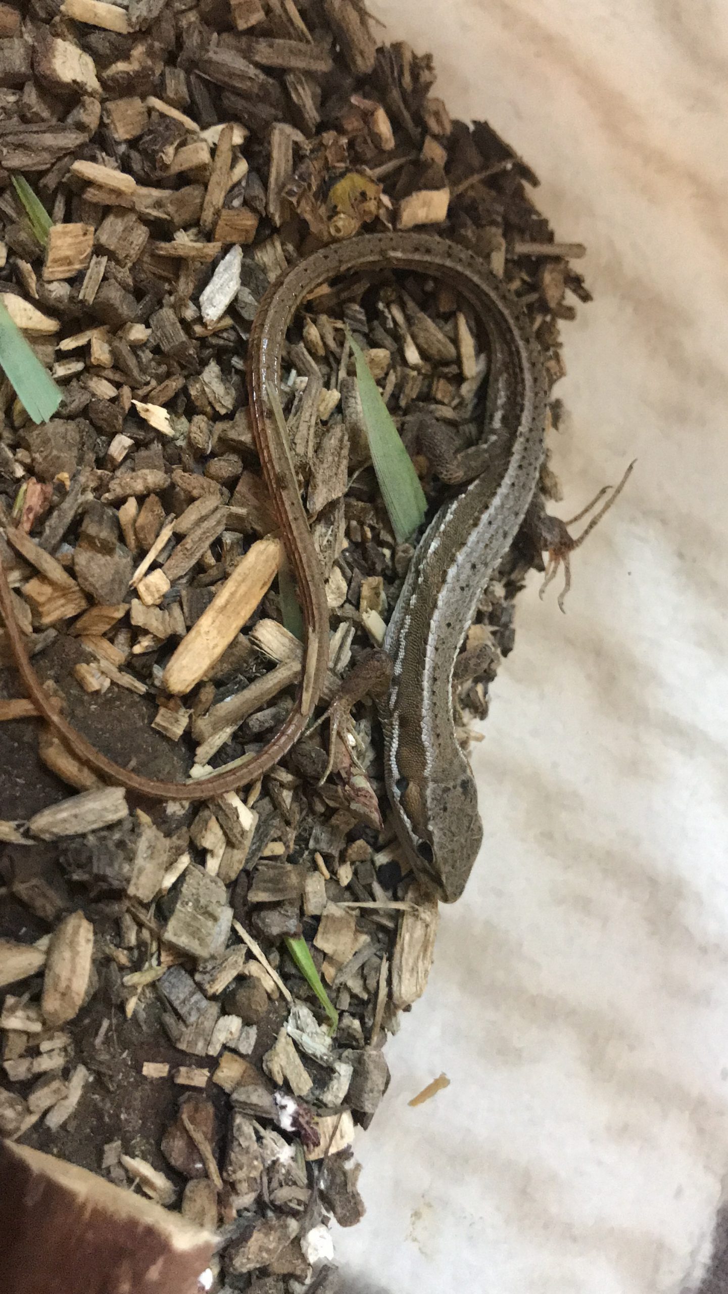 カナヘビ