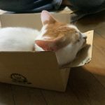 渉           茶白